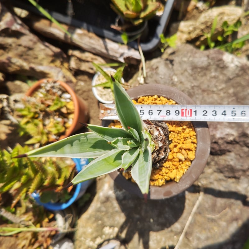 アガベ・ハクセンコウ | 日本アロエセンター STORE