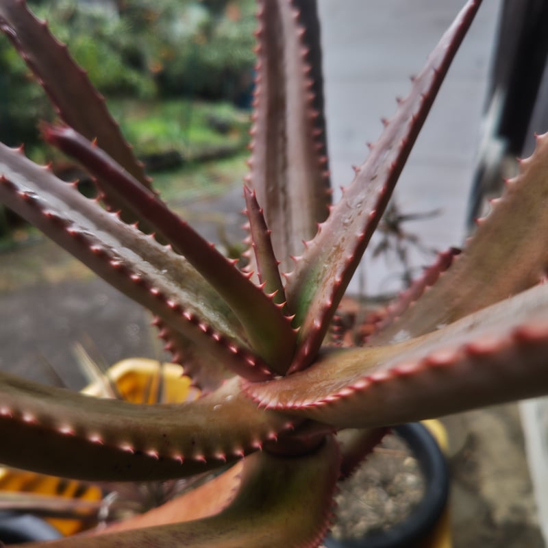 Aloe rupestris(アロエルペストリス・アロエ聖者錦) | 日本アロエ