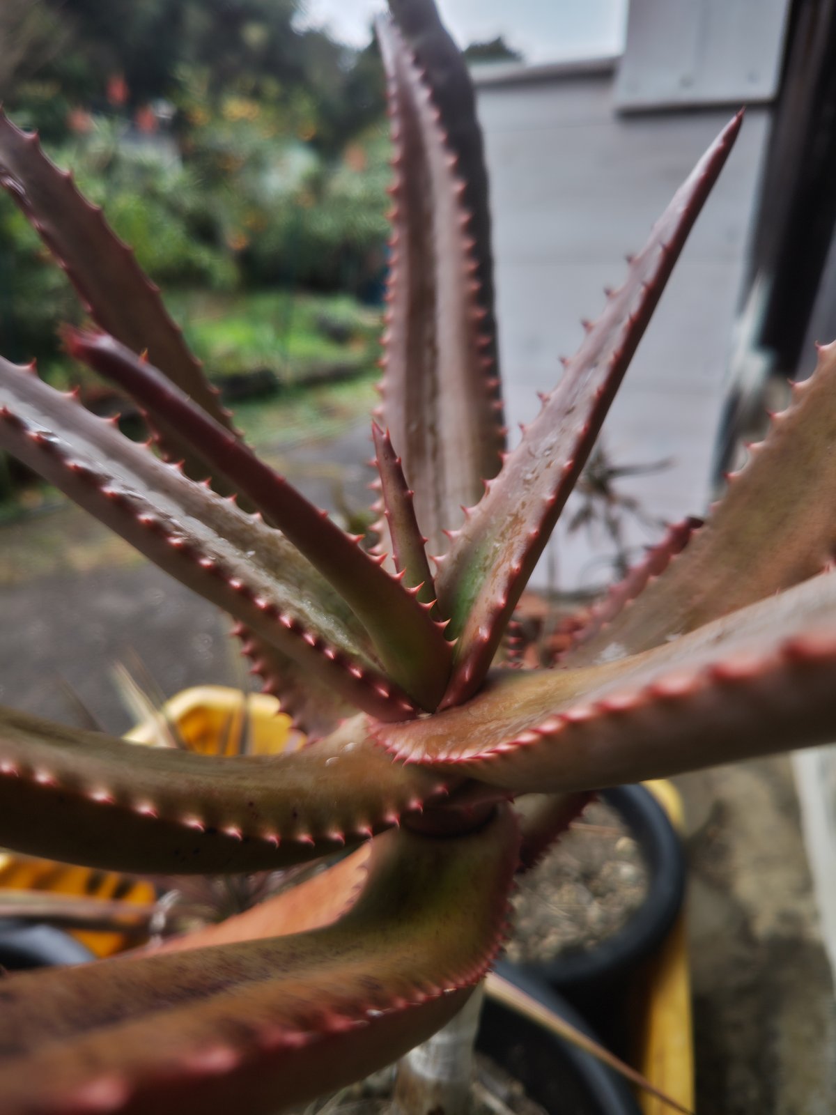 Aloe rupestris(アロエルペストリス・アロエ聖者錦) | 日本アロエ