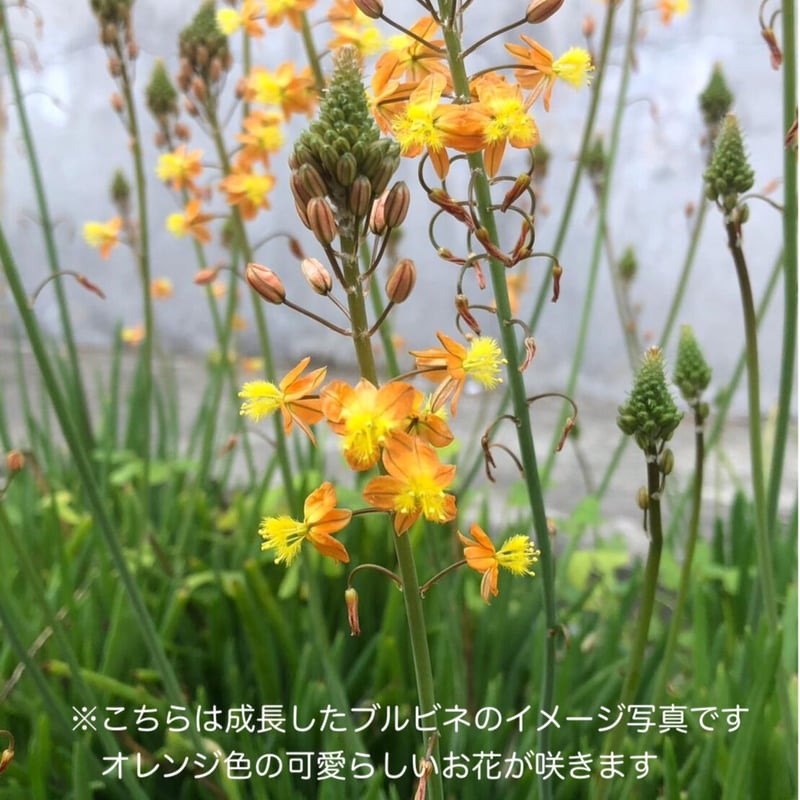 ブルビネフルテッセンス1株 ☆ bulbine frutescens [同梱不可] | 日