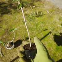 アロエシリアリス(Aloe ciliaris)一点もの