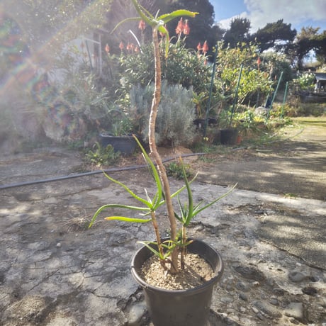 アロエストリアツラ | STORES