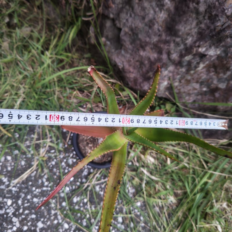 Aloe rupestris(アロエルペストリス・アロエ聖者錦) | 日本アロエ