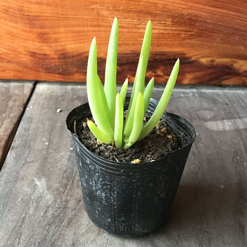 ブルビネフルテッセンス1株 ☆ bulbine frutescens [同梱不可] | 日