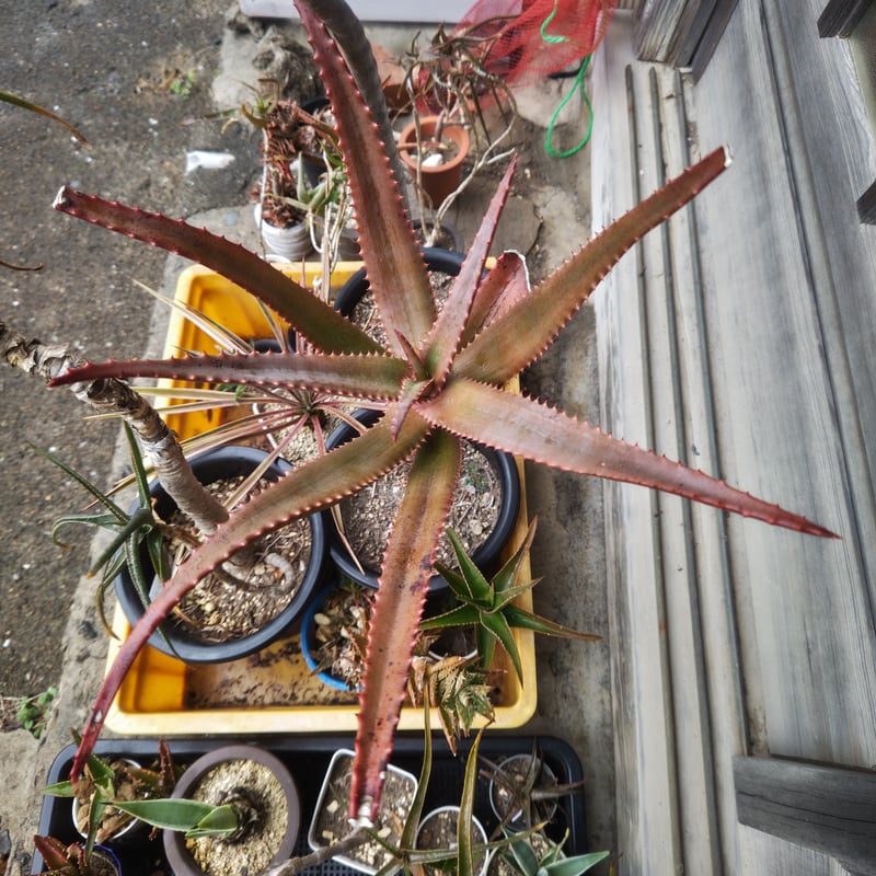 Aloe rupestris(アロエルペストリス・アロエ聖者錦) | 日本アロエ