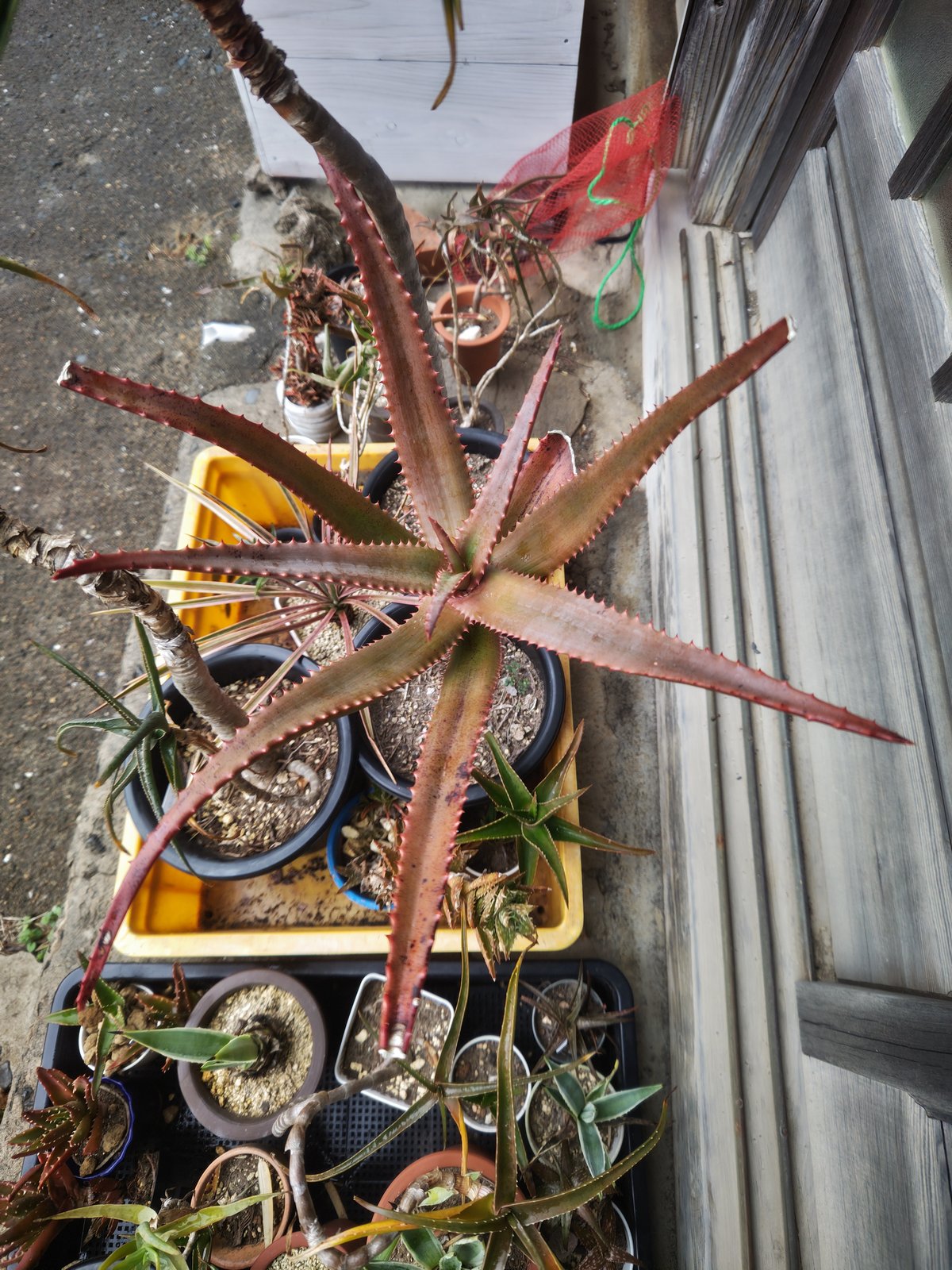 Aloe rupestris(アロエルペストリス・アロエ聖者錦) | 日本アロエ