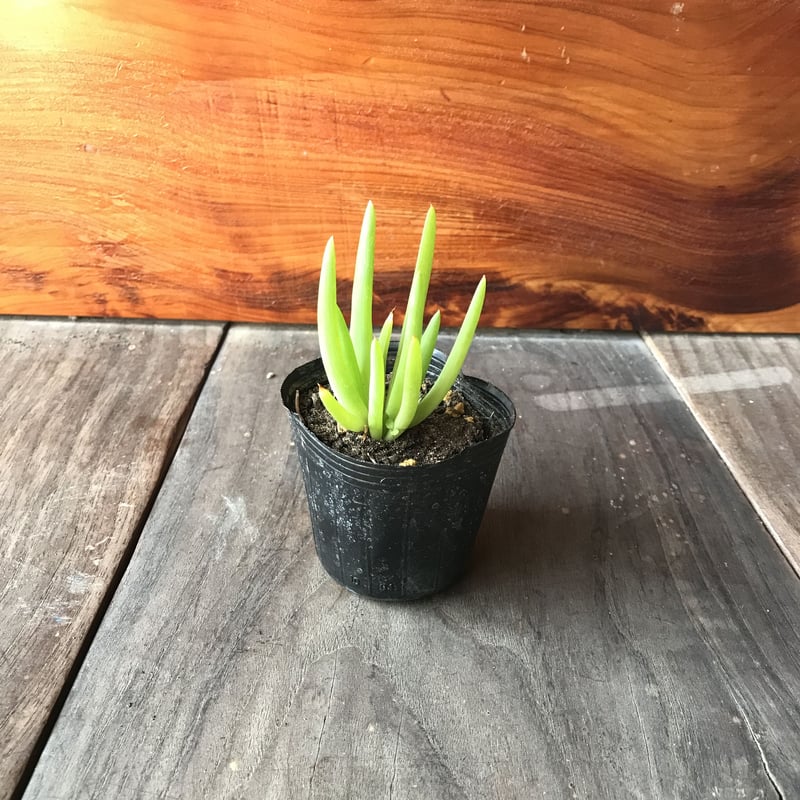 ブルビネフルテッセンス1株 ☆ bulbine frutescens [同梱不可] | 日