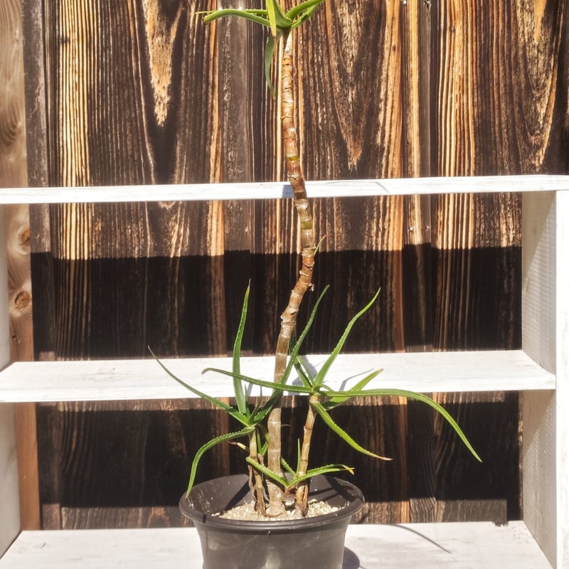 アロエストリアツラ　観葉植物 約70cm ブラウン鉢 アロエストリアツラ | 日本アロエセンター STORE