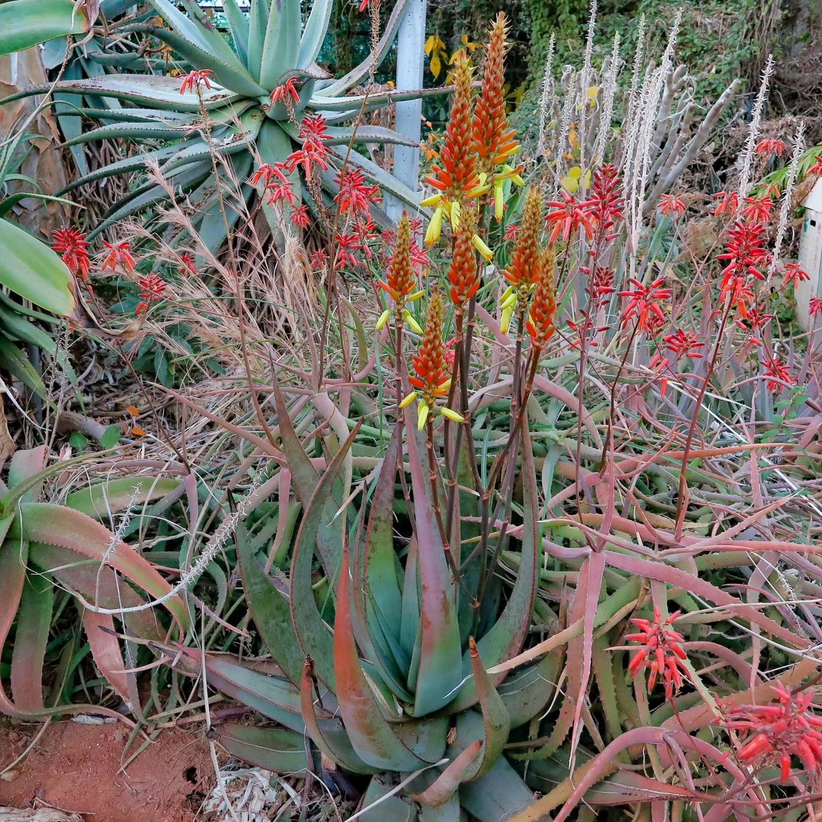 アロエクリプトポダ種子(40粒) | 日本アロエセンター STORE