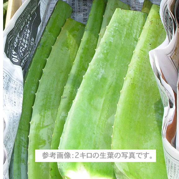 アロエベラ生葉 ( 1kg ） [同梱不可] | 日本アロエセンター STORE