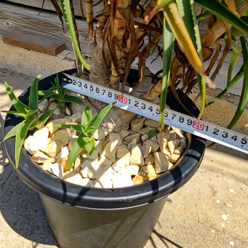 Aloe Striatula の苗 (1点物） | 日本アロエセンター STORE