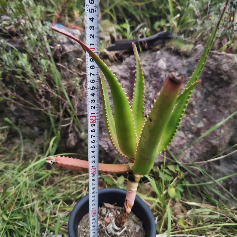 Aloe rupestris(アロエルペストリス・アロエ聖者錦) | 日本アロエ