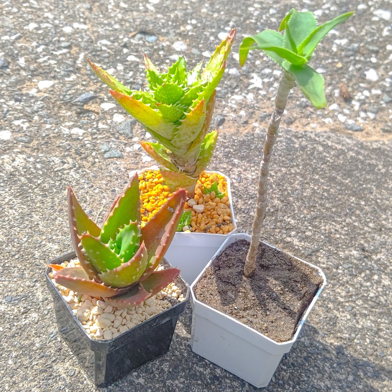 特選2 アロエ アンカラネンシス（実生苗） アロエ苗三種セット | 日本アロエセンター STORE