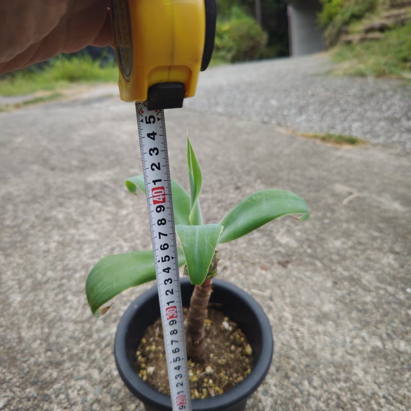 アガベ・アテナータ アガベ アテナータ H64cm W35cm 口径18cm 本体H46cm、幹立20cm