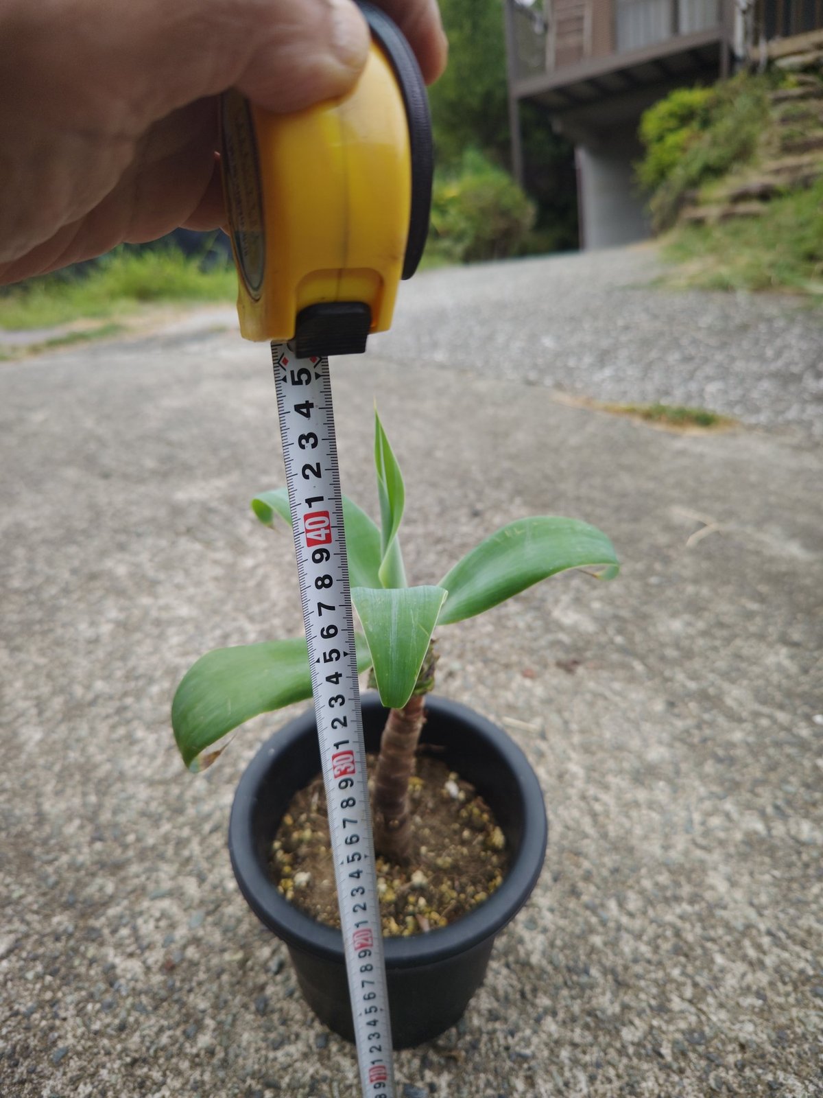 アガベアテナータ | 日本アロエセンター STORE