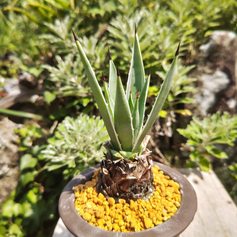 アガベ・ハクセンコウ | 日本アロエセンター STORE