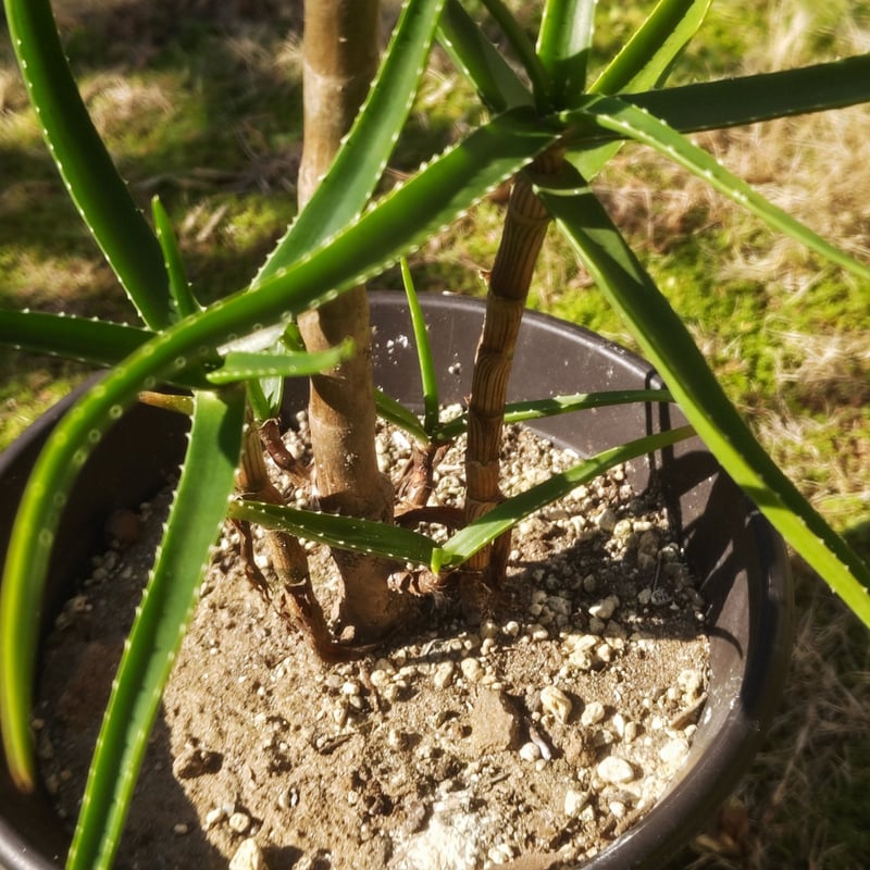 型良しストリアツラ | 日本アロエセンター STORE