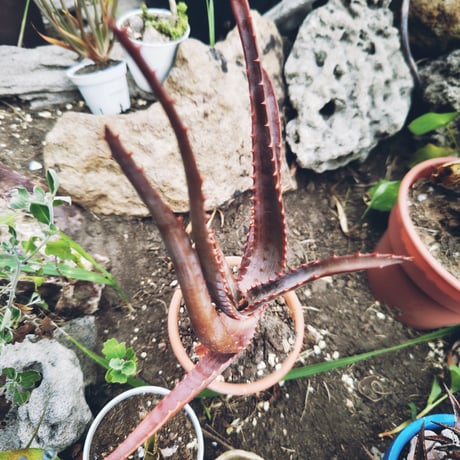 日本アロエセンター STORE