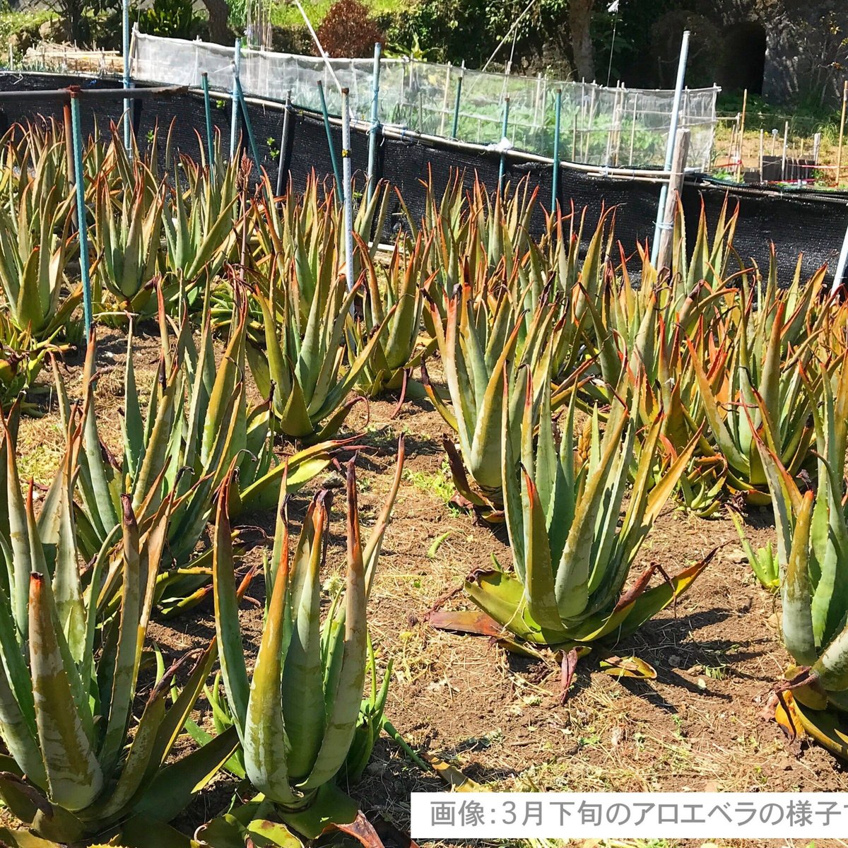 アロエベラ生葉 ( 1kg ） [同梱不可] | 日本アロエセンター STORE