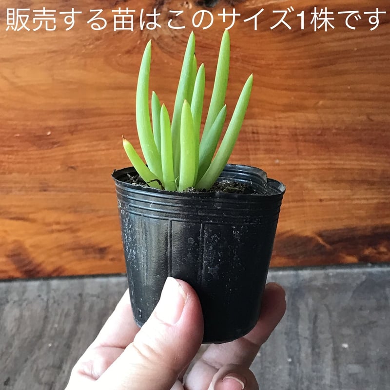 ブルビネフルテッセンス1株 ☆ bulbine frutescens [同梱不可] | 日