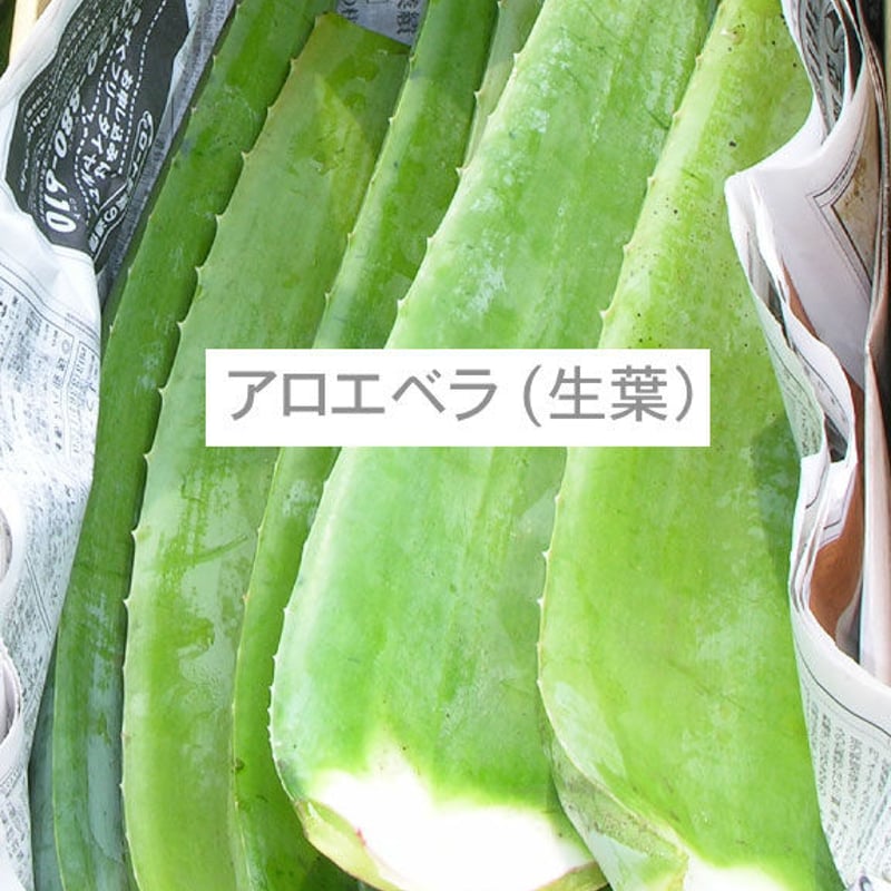 アロエベラ生葉 ( 1kg ） [同梱不可] | 日本アロエセンター STORE
