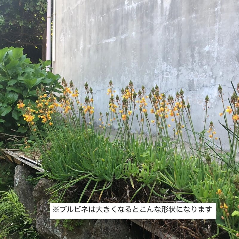 ブルビネフルテッセンス1株 ☆ bulbine frutescens [同梱不可] | 日