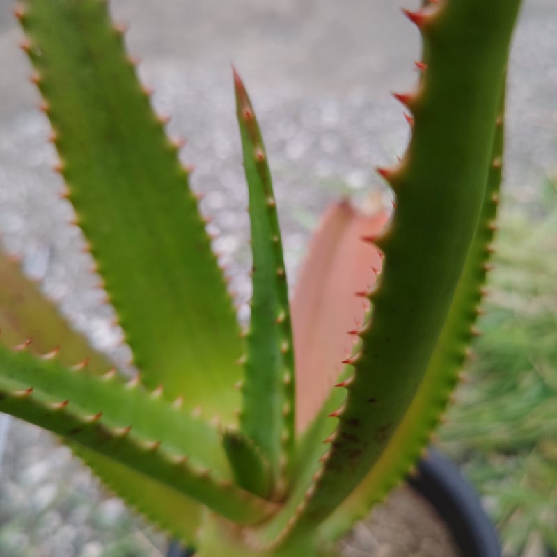Aloe rupestris(アロエルペストリス・アロエ聖者錦) | 日本アロエ