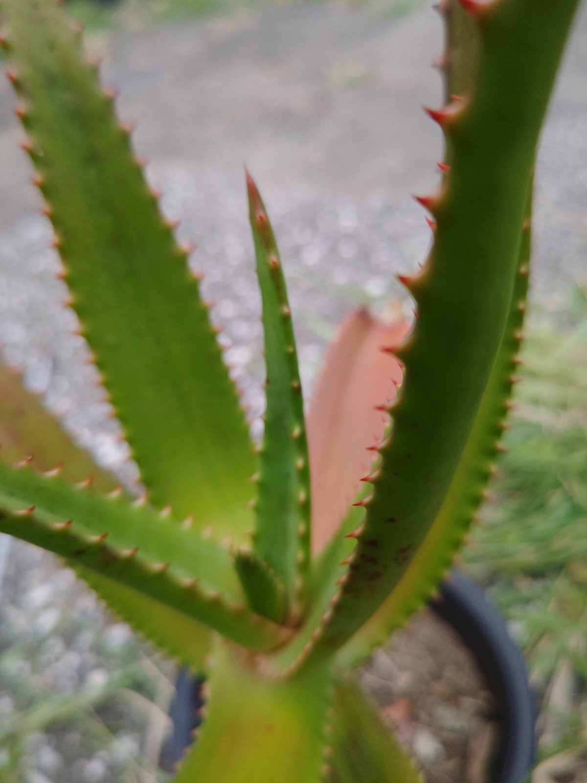 Aloe rupestris(アロエルペストリス・アロエ聖者錦) | 日本アロエ