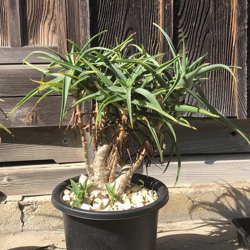 アロエ　ストリアツラ　仕立て物 アロエストリアツラ仕立て物