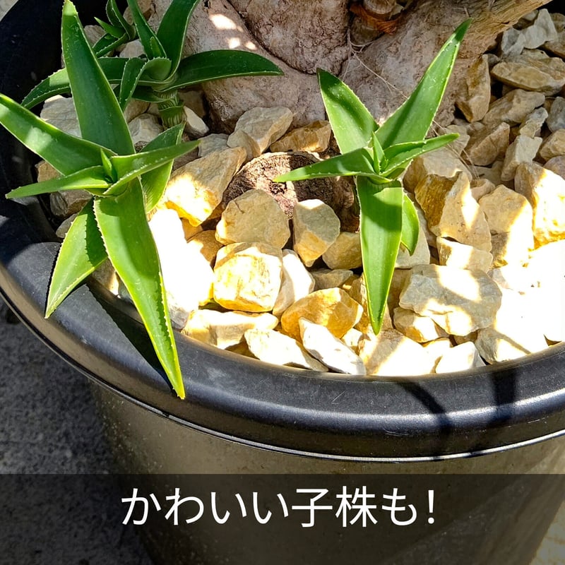 アロエ　ストリアツラ　カット苗　1本〜選べるまとめ買いページ 楽天市場】アロエ（ストリアツラ） 10号 ポット苗 1鉢 アロエ