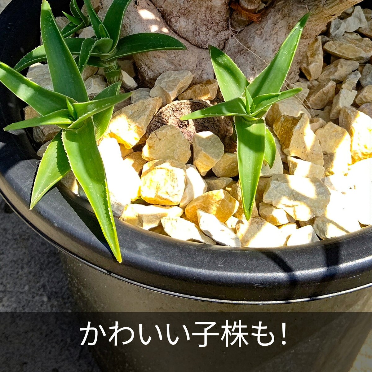 アロエ　ストリアツラ　カット苗　1本〜選べるまとめ買いページ Aloe Striatula の苗 (1点物） | 日本アロエセンター STORE