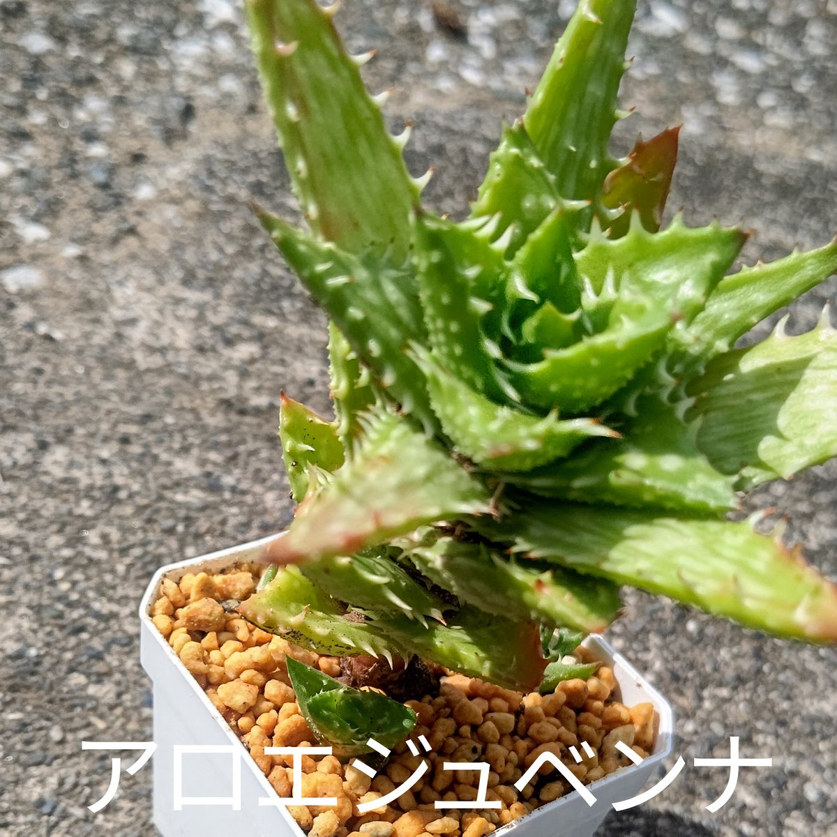 アロエ苗三種セット | 日本アロエセンター STORE