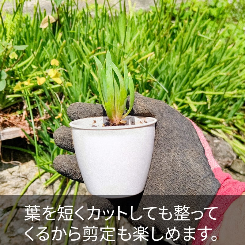 ブルビネフルテスケンス抜き苗セット3本（多肉苗 ） | 日本アロエ