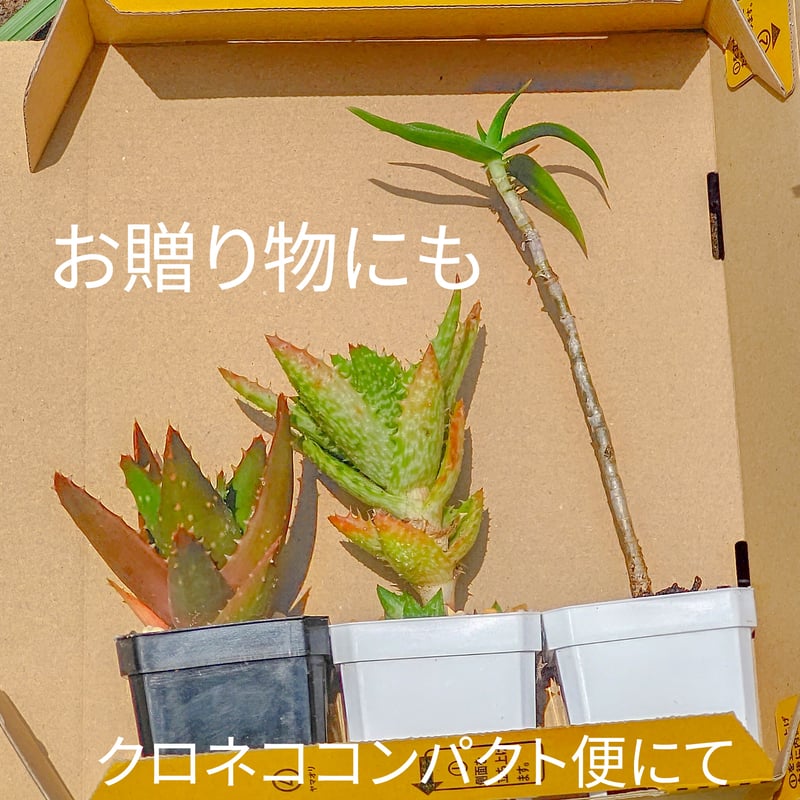 特選2 アロエ アンカラネンシス（実生苗） 特選2 アロエ アンカラネン