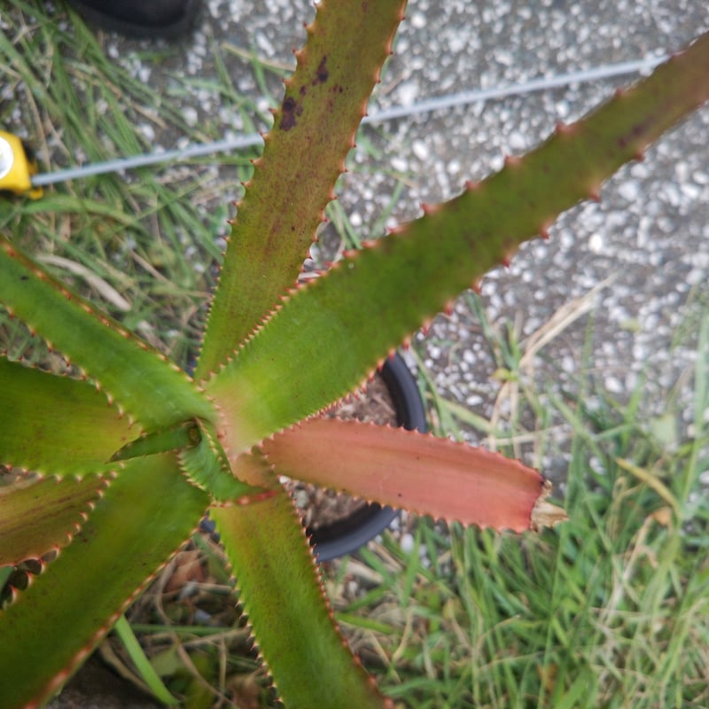 Aloe rupestris(アロエルペストリス・アロエ聖者錦) | 日本アロエ