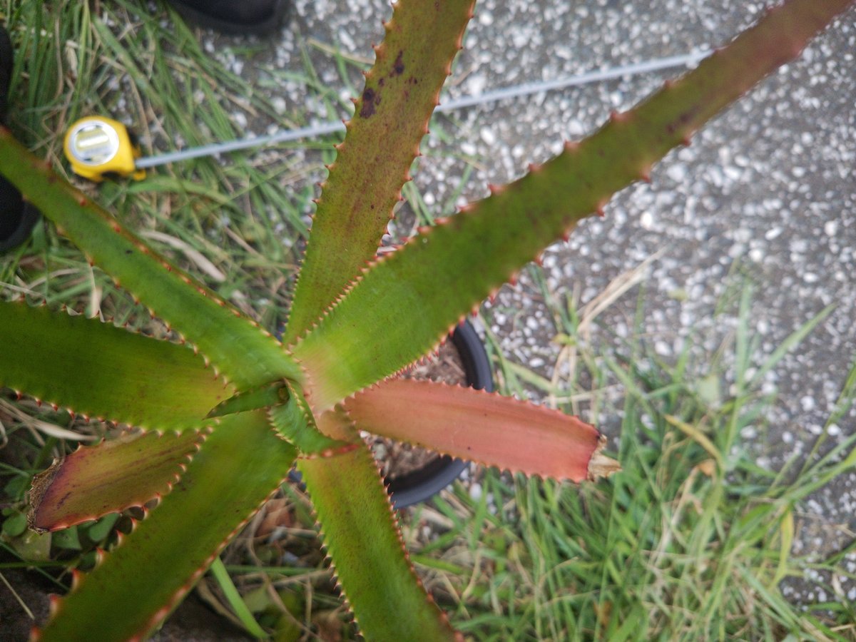 Aloe rupestris(アロエルペストリス・アロエ聖者錦) | 日本アロエ