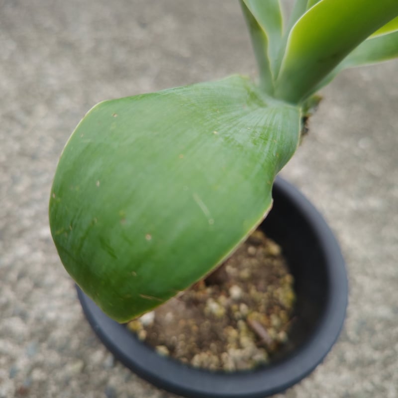 アガベアテナータ | 日本アロエセンター STORE