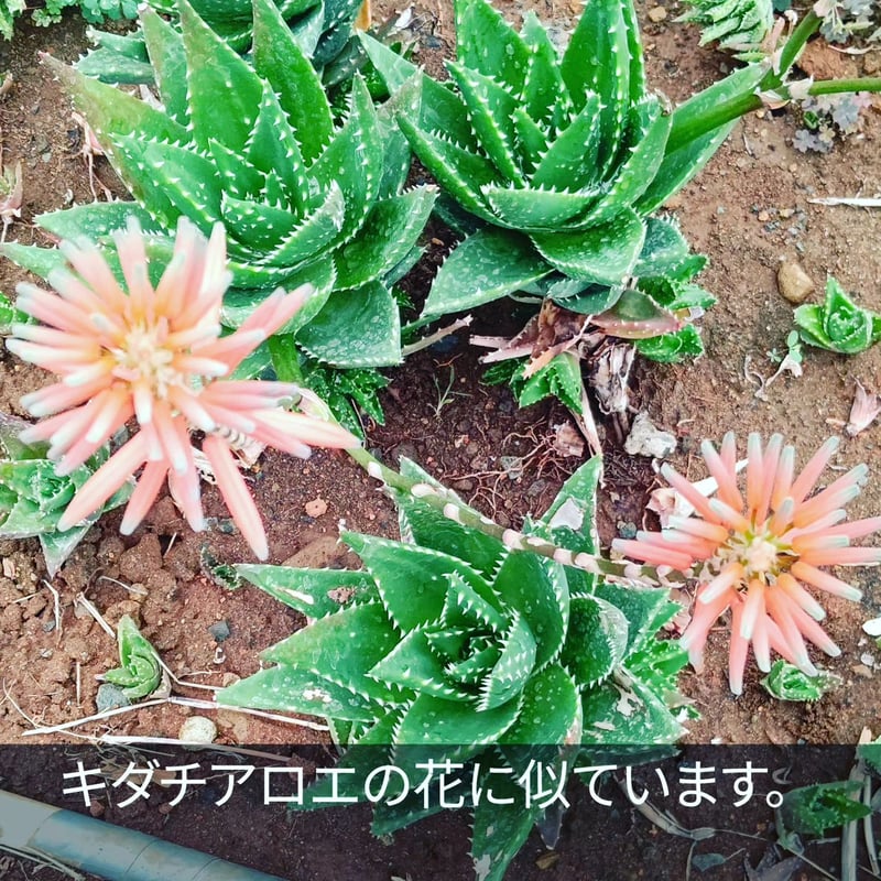 アロエ不夜城(Aloe nobilis) | 日本アロエセンター STORE
