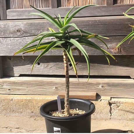 アロエ　ストリアツラ　極太 アロエ ストリアツラ 極太株