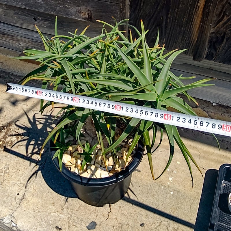 アロエ　ストリアツラ　カット苗　1本〜選べるまとめ買いページ Aloe Striatula の苗 (1点物） | 日本アロエセンター STORE