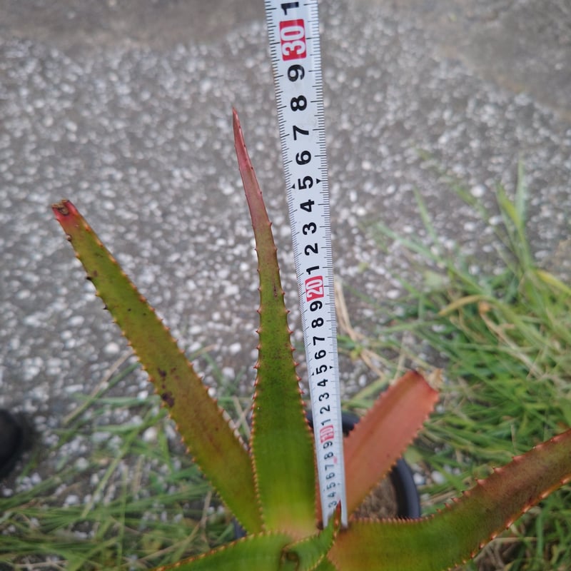Aloe rupestris(アロエルペストリス・アロエ聖者錦) | 日本アロエ