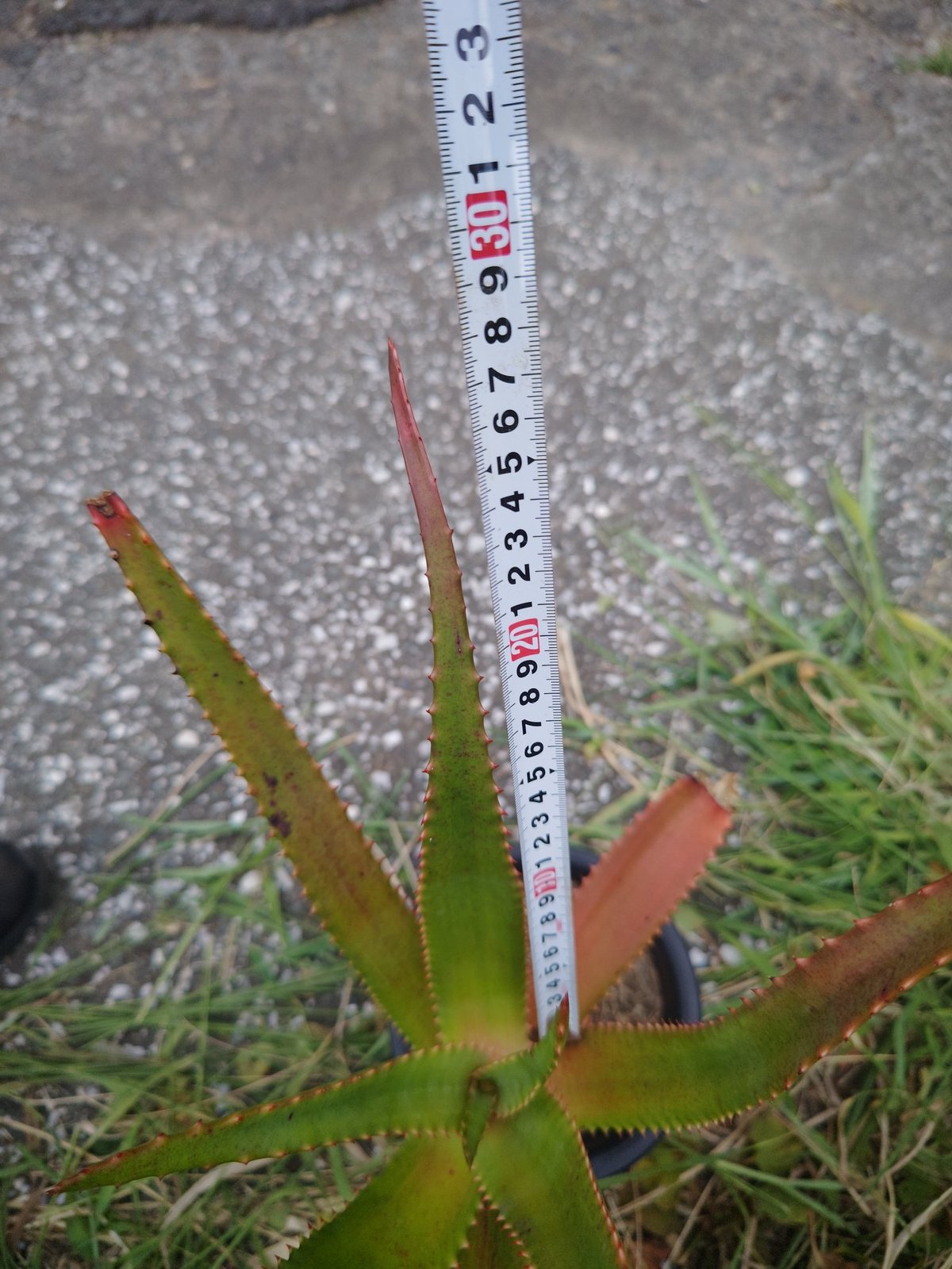 Aloe rupestris(アロエルペストリス・アロエ聖者錦) | 日本アロエ