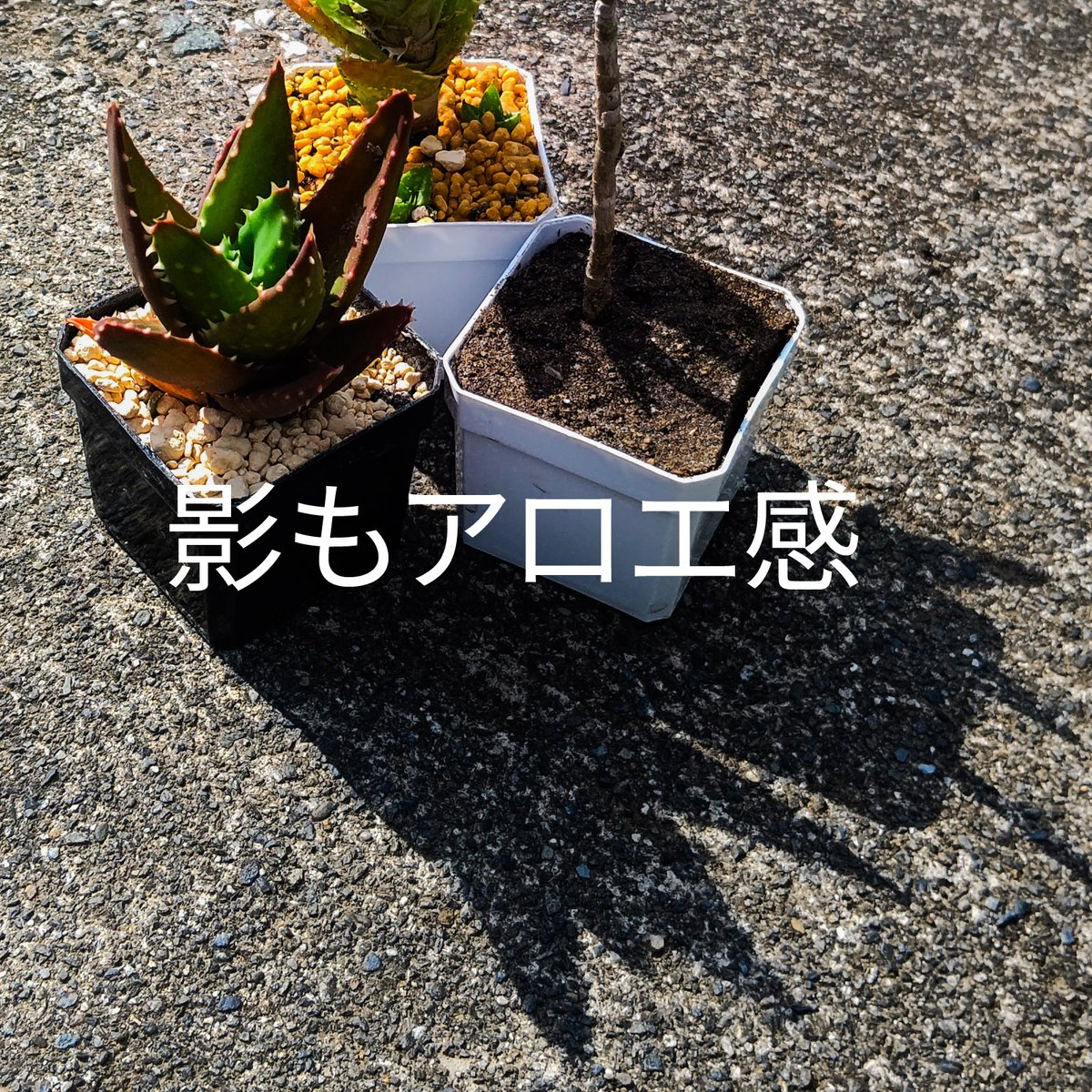 アロエ苗三種セット | 日本アロエセンター STORE