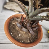 Aloe rupestris(アロエルペストリス・アロエ聖者錦) | 日本アロエ