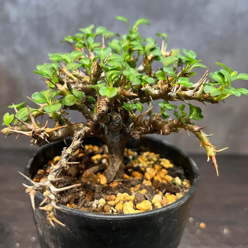 サルコカウロン バンデリエティアエ 竜骨扇 【公式通販】