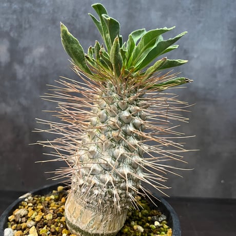 パキポディウム ナマクアナム 光堂国内実生②