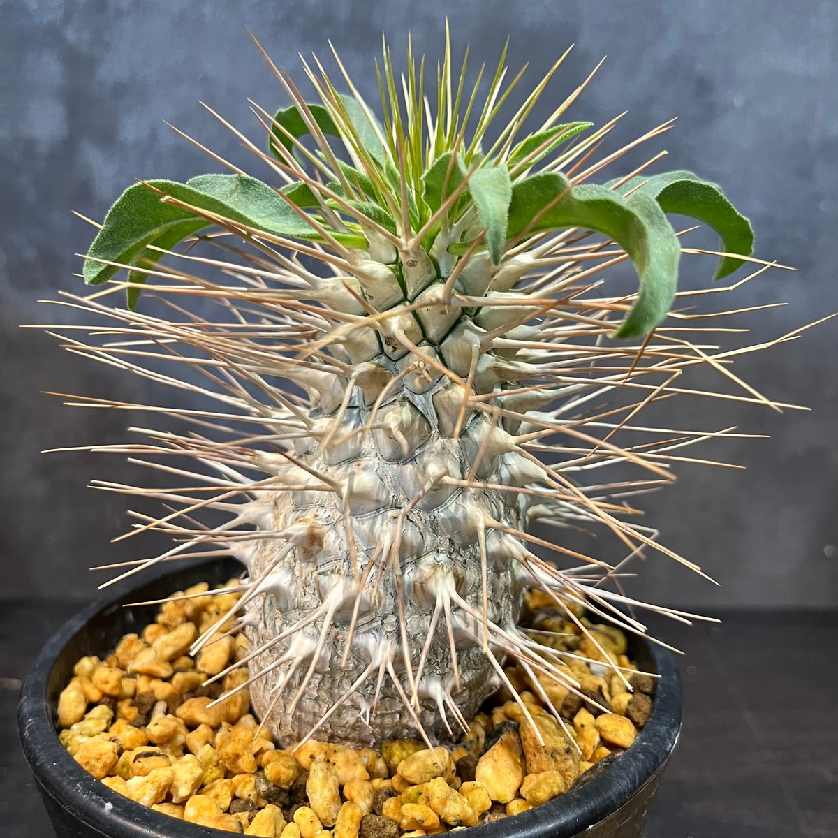 ナマクアナム　塊根植物　コーデックス　発根済み ナマクアナム 塊根植物 コーデックス 発根済み Pachypodium