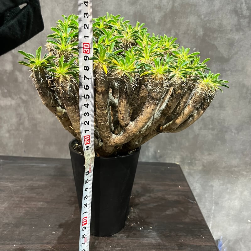 ユーフォルビア ギラウミニアナ 真新しい ② 