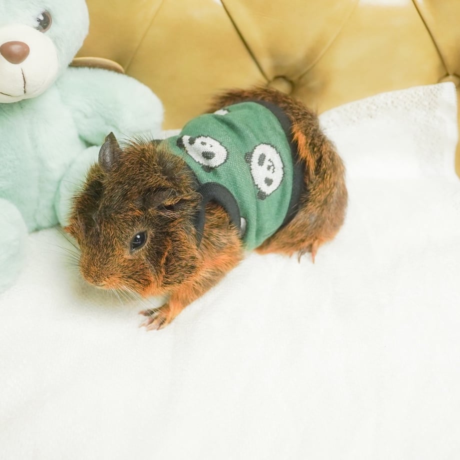 65bf293fa078910b9c622e2e