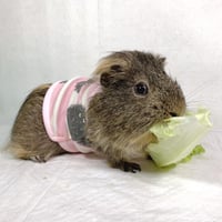 モルモット服 もじゃボーダー柄 ピンク